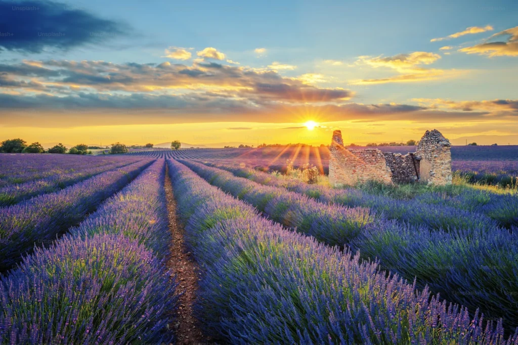 lavender-garden-hidden-gems-in-london