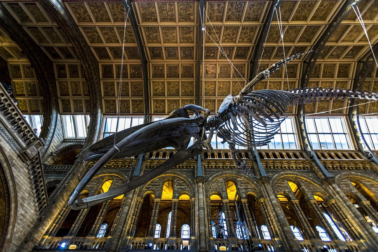 Il grande atrio del Museo di Storia Naturale di Londra