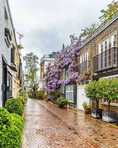 Kynance Mews cobblestone street with wisteria in bloom on a Victorian mews house.