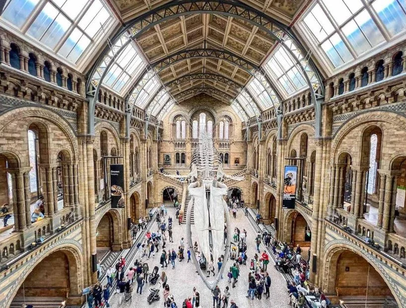 Hope the blue whale skeleton in Hintze Hall at the Natural History Museum