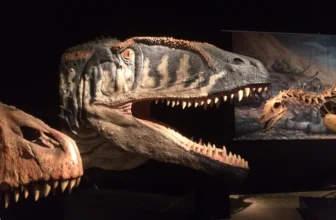 Natural History Museum